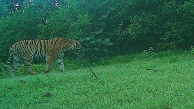 India man-eating tigress