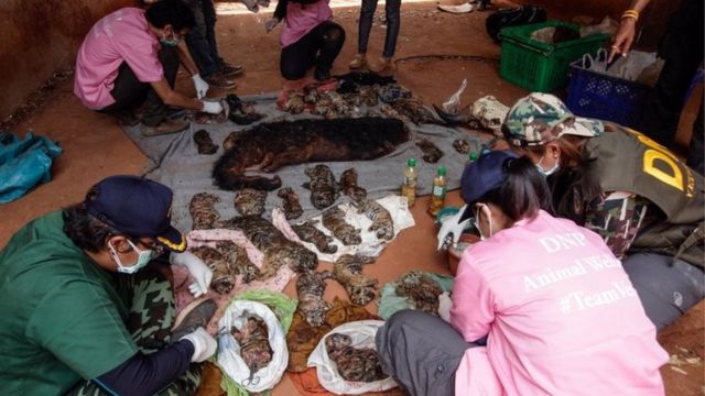 Thai DNP officers collect samples for DNA testing from the carcasses of 40 tiger cubs found undeclared at the Wat Pha Luang Ta Bua Tiger Temple on June 1, 2016 in Kanchanaburi province, Thailand.