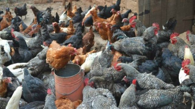 chicken