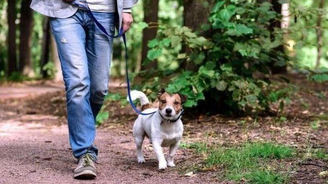出去遛狗是不错的走步方式。(photo:BBC)