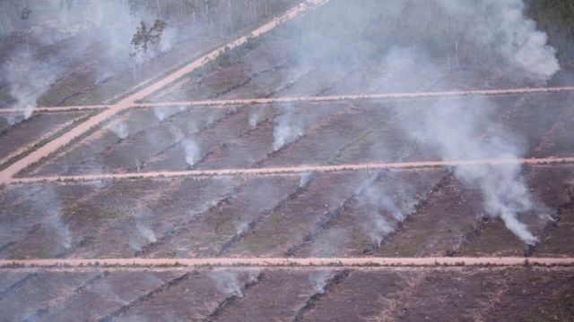 Papua, pembakaran hutan, perkebunan sawit, PT Dongin Prabhawa