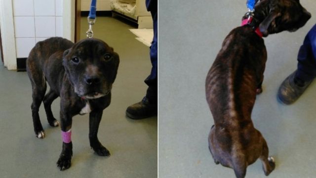 Emaciated' dog died from malnourishment in Bodmin - BBC News