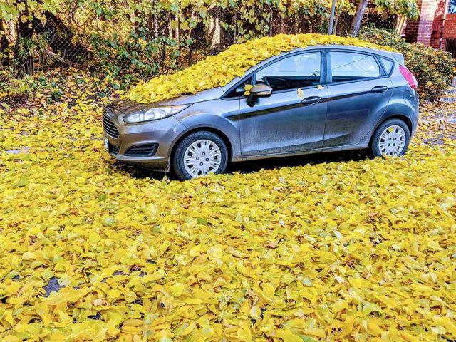 Car covered by leaves in Canada