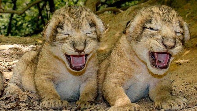 Newborn lion cubs in the Gir forest