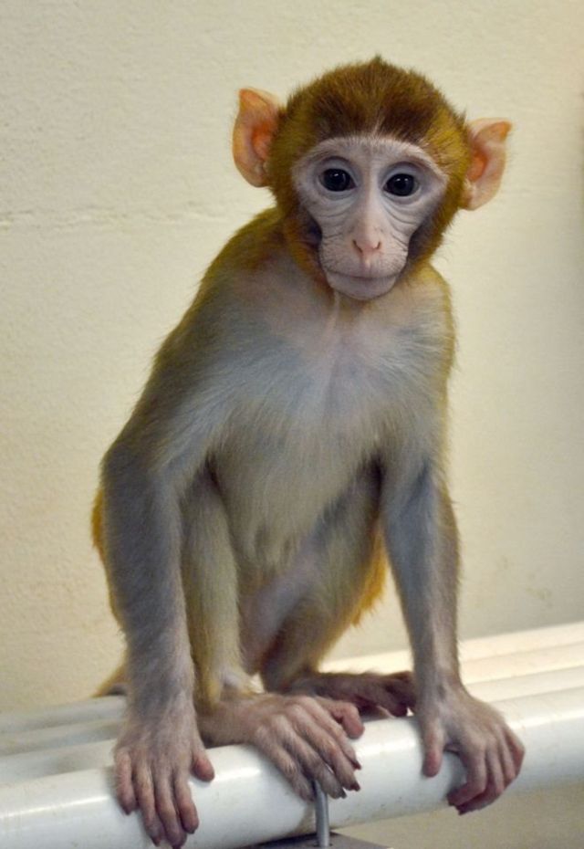Premedicación exceso Habitar Baby Grady, el pequeño mono que podría ayudar a los niños con cáncer a ser  fértiles cuando sean adultos - BBC News Mundo
