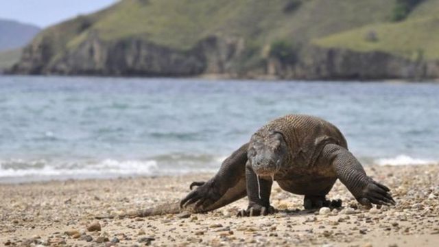 Комодский дракон напал на туриста в Индонезии - BBC News Русская служба