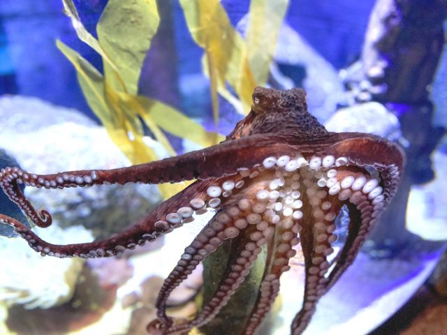 Adolescent Giant Pacific Octopus - DJ - at Bristol Aquarium