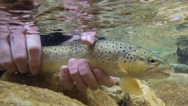 ¿Por qué los peces se han vuelto adictos a las drogas ilícitas? Trucha agarrada por el hombre