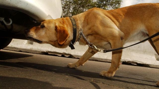 Un perro anti narcóticos revisa la parte de abajo de un vehículo
