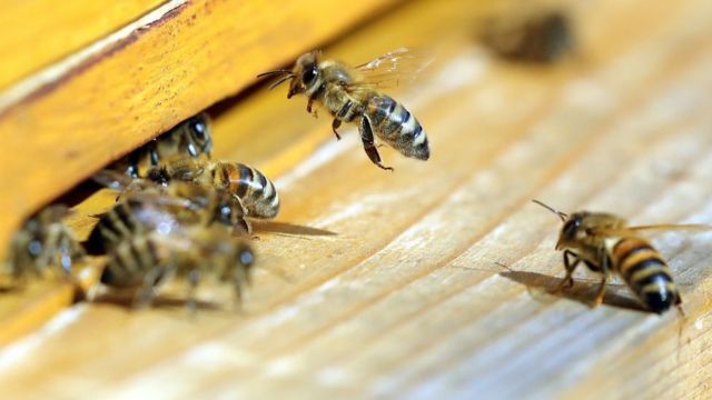 A razão pela qual amamos abelhas e odiamos marimbondos - BBC News Brasil