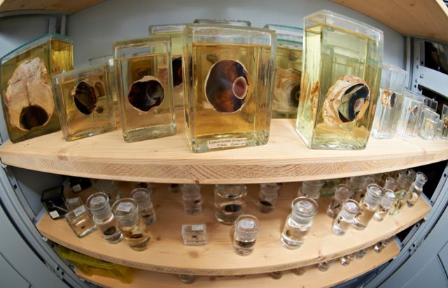 Colección del National Eye