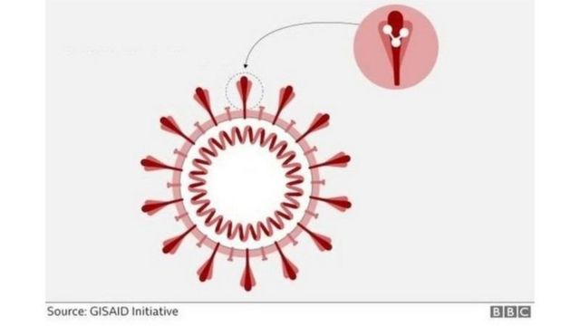 جهش در پروتئین شاخکی ویروس کرونا اسباب نگرانی شده است
