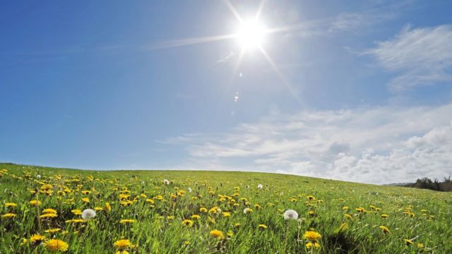 Sol sobre campo de girasoles.