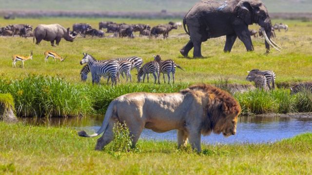 Nature crisis: Humans 'threaten 1m species with extinction' - BBC News