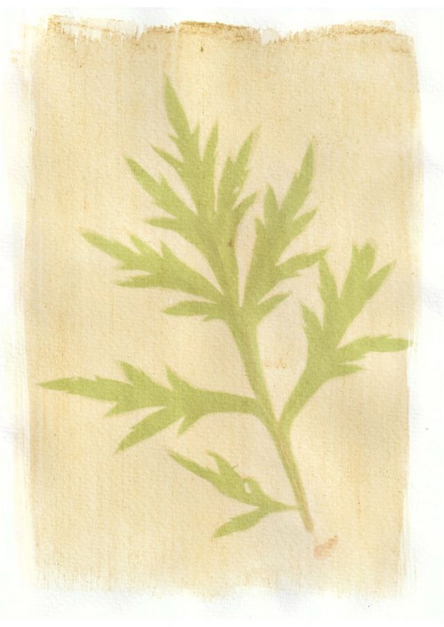 An anthotype print of a green piece of plant foliage