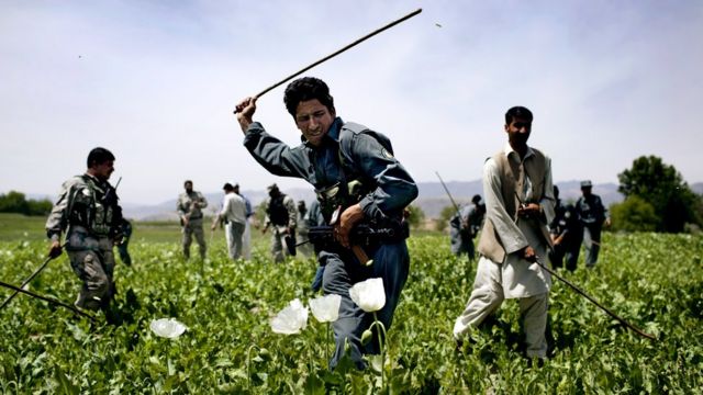 Производство наркотиков в афганистане при американцев спайс вирусы