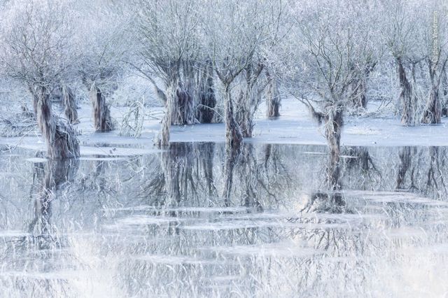 um lago congelado reflete as árvores hibernando e cobertas de gelo em volta