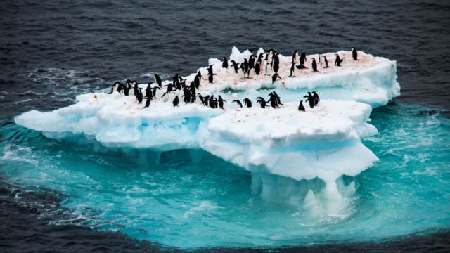 Pingüinos en un iceberg