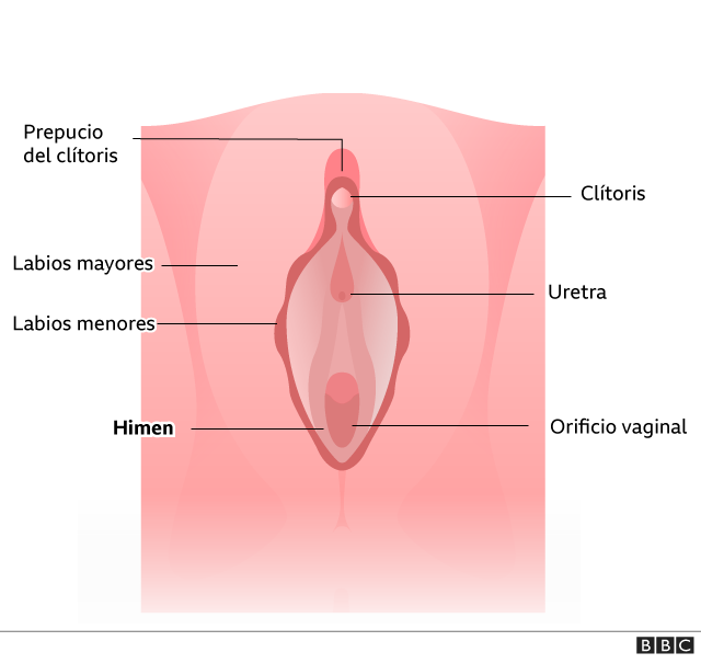 músculo Generalmente hablando Prosperar Virginidad, el mito del himen roto que persiste en pleno siglo XXI pese a  no tener base científica - BBC News Mundo