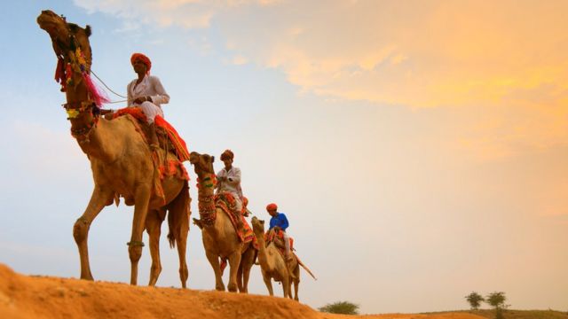 camellos