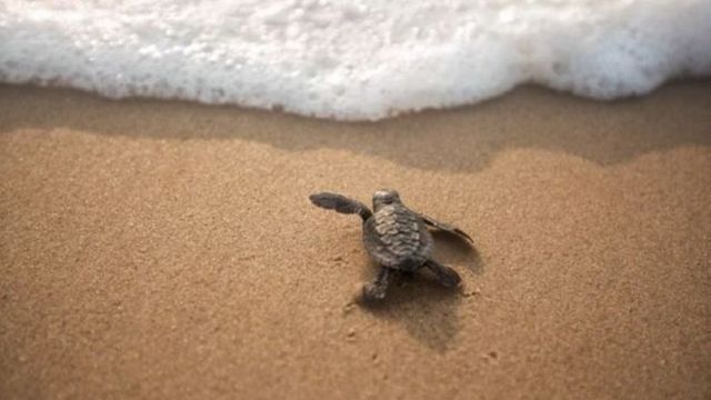 بالصور: هجرة السلاحف البحرية من أجل التناسل BBC News عربي