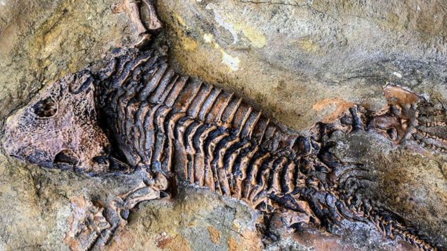 人死后要如何才能变成化石(photo:BBC)