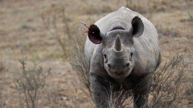Les cornes de ces pachydermes sont transformées en perles, en bracelets ou en poudre pour passer les frontières sans être saisies.