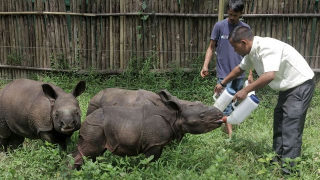 காண்டாமிருக கன்றுகளுக்கு கையால் உணவளிப்பது மனாஸில் அவற்றின் எண்ணிக்கையை அதிகரிக்க உதவியுள்ளது