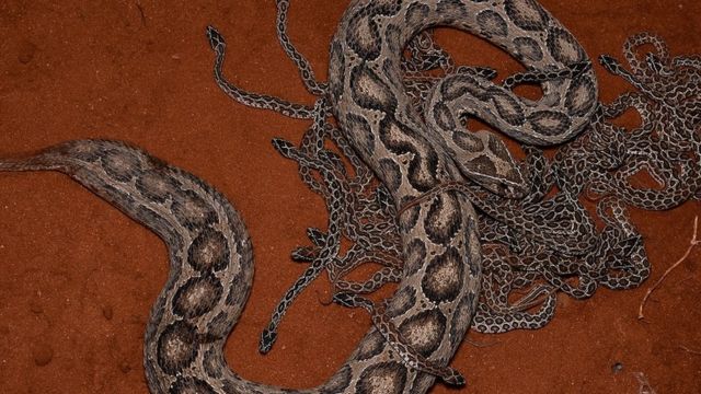 கண்ணாடி விரியன்