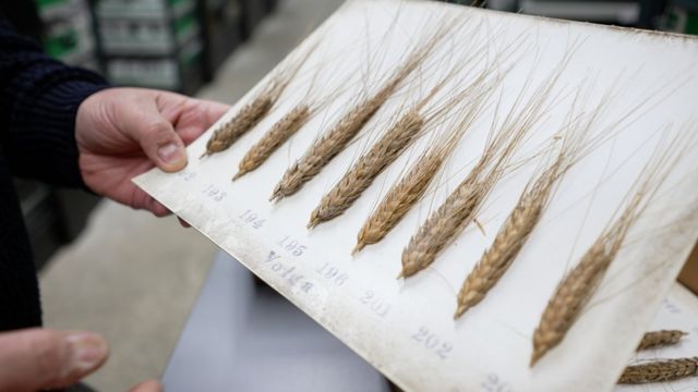 Coleção de amostras de trigo do John Innes