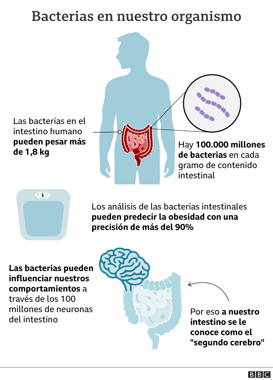 gráfico bacterias