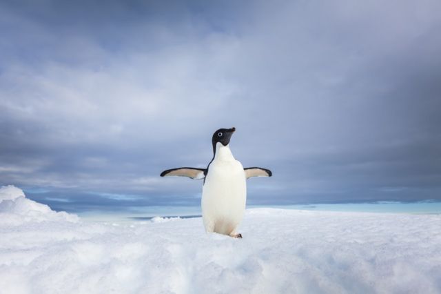 南极降雪中首次发现塑料微粒 这个坏消息究竟有多坏(photo:BBC)