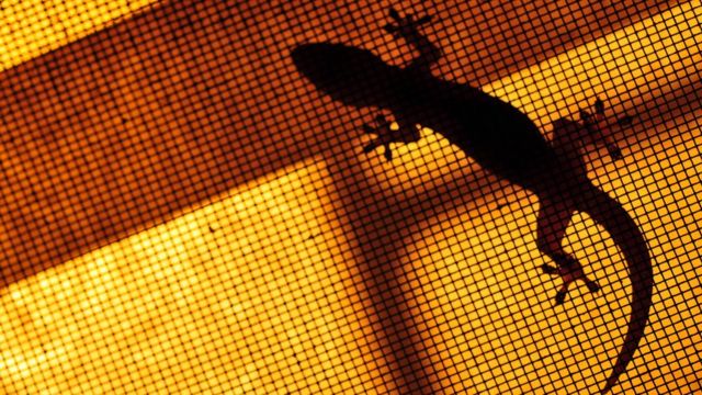 பல்லிகள்