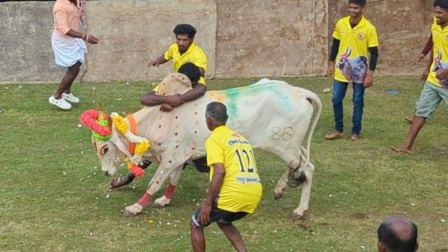 இலங்கையில் தமிழக வீரர்கள் உதவியுடன் பிரமாண்ட  ஜல்லிக்கட்டு: எப்படி நடக்கிறது?