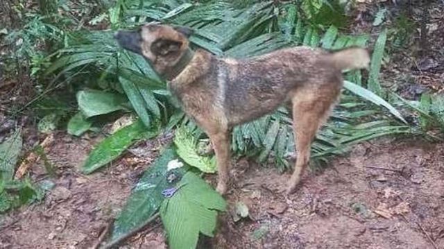 கொலம்பியா, அமேசான் காடுகள், குழந்தைகள், நாய், மீட்பு