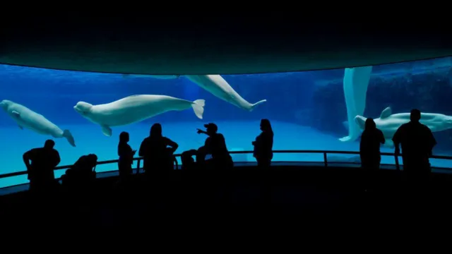 Getty Images People point at whales behind glass at Marineland