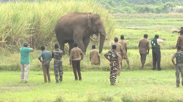 யானைகள்