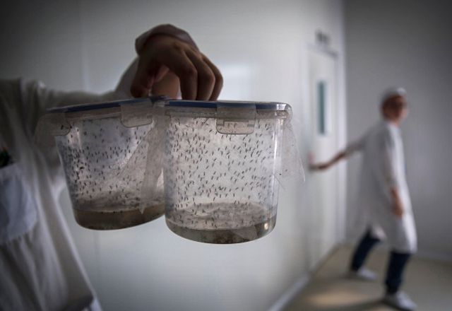Cientista segura mosquitos Aedes cultivados em laboratório