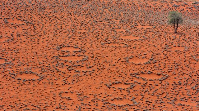 Fairy circles in Namibia