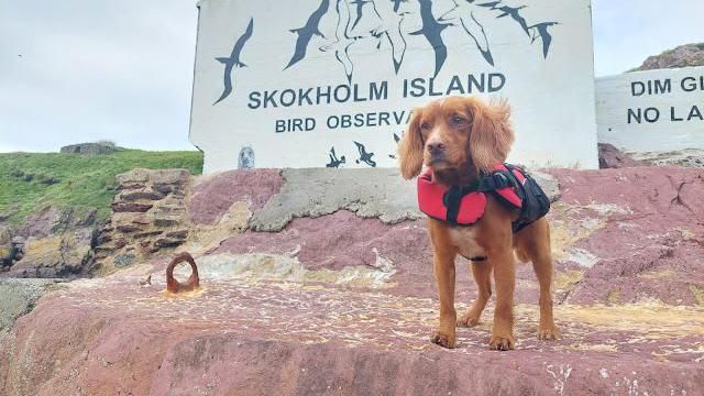 A spaniel named Jinx in a red vest standing on red rocks in front of a sign which says Skokholm Island
