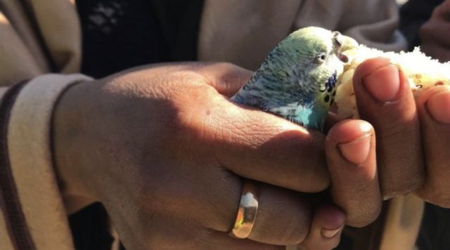 Um periquito comendo pão nas mãos de uma pessoa 