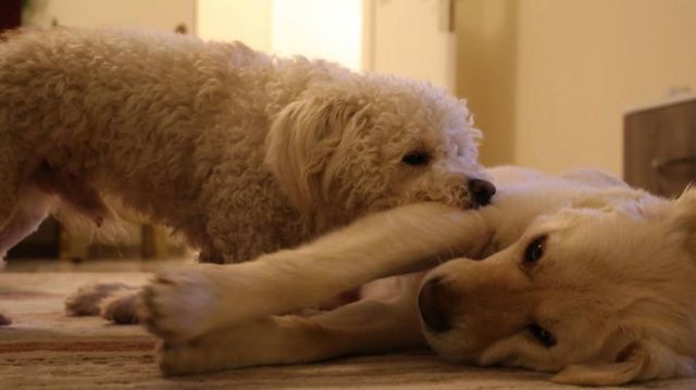 Koçer'in köpekleri Korsan (Terrier)  ve Rindê (Labrador)