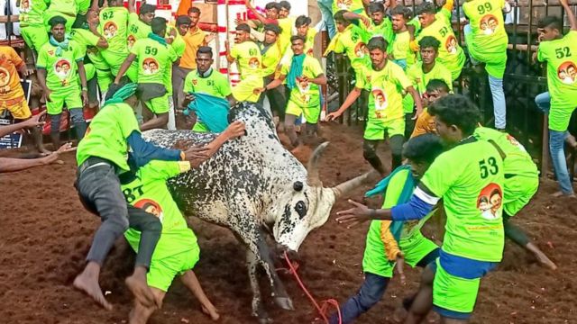 அவனியாபுரம் ஜல்லிக்கட்டு