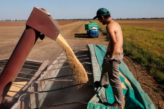 Trabajador rural en una cosecha de granos en Argentina.