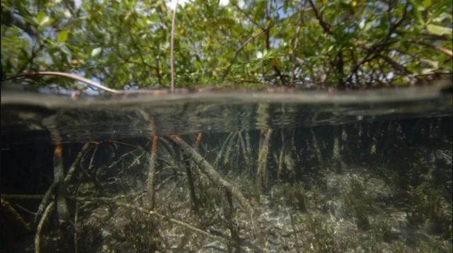 A new species of bacteria discovered in the mangroves of a Caribbean island.