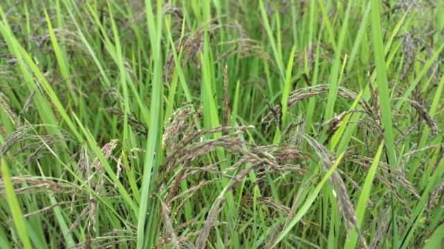 பாரம்பரிய நெல் சாகுபடி லாபகரமானதா?