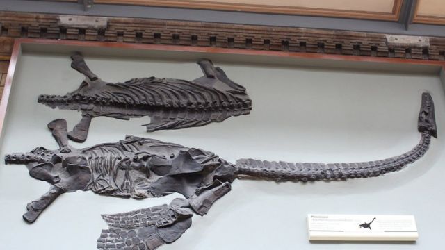 O esqueleto fossilizado de um dinossauro batizado em homenagem a David Attenborough