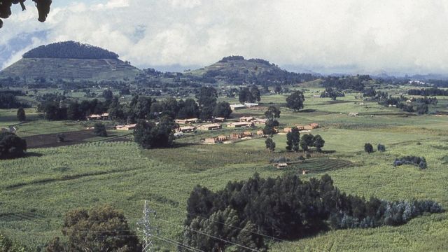 Agriculture with some trees near fields