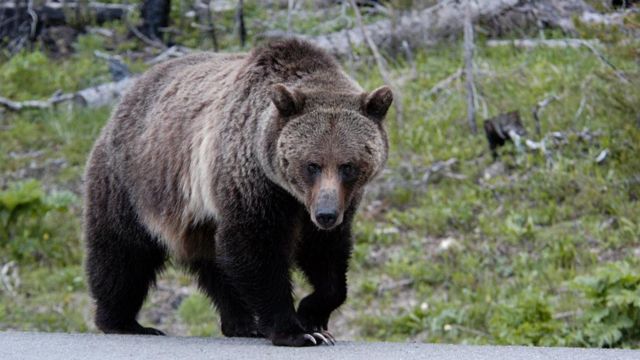 grizzly