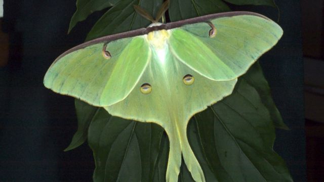 Rosy Maple Moth The Milkshake Moth And Other Winged Beauties Cbbc Newsround